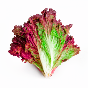 Lechuga Morada